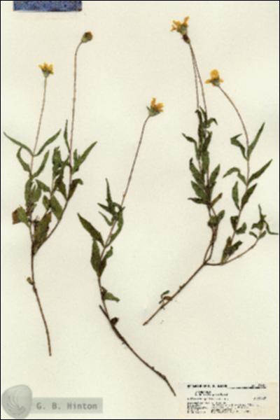 URN_catalog_HBHinton_herbarium_21681.jpg.jpg