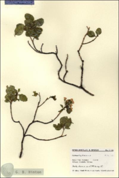 URN_catalog_HBHinton_herbarium_27790.jpg.jpg