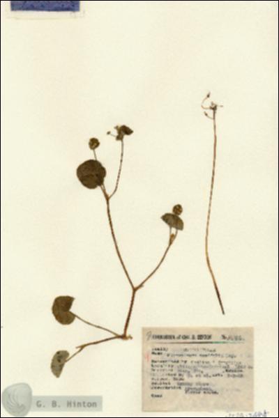 URN_catalog_HBHinton_herbarium_14384.jpg.jpg