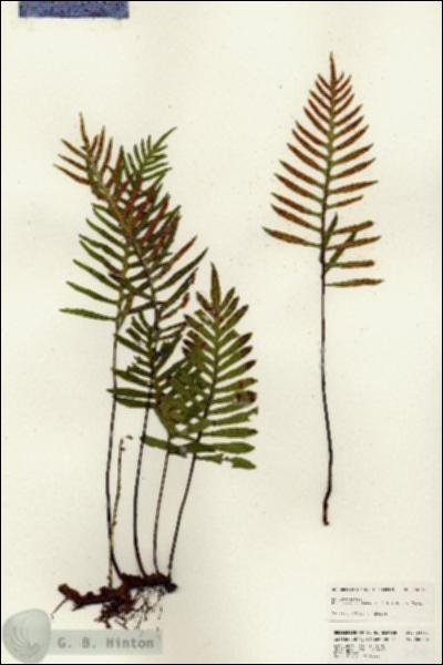 URN_catalog_HBHinton_herbarium_24661.jpg.jpg