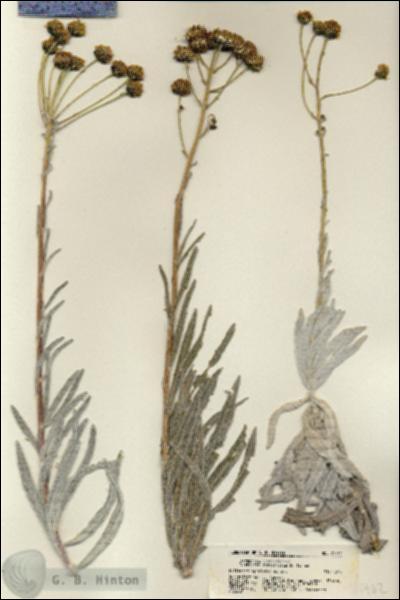 URN_catalog_HBHinton_herbarium_21762.jpg.jpg