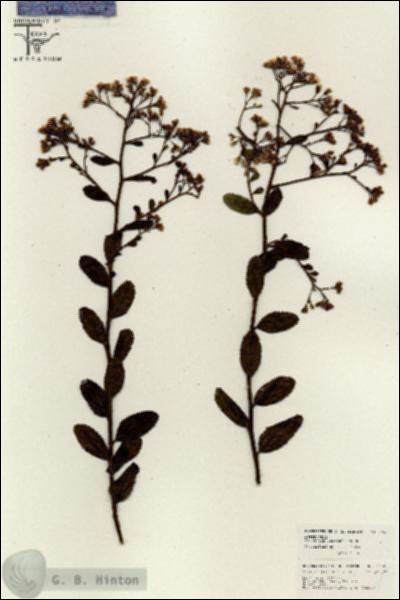 URN_catalog_HBHinton_herbarium_26403.jpg.jpg