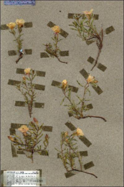 URN_catalog_HBHinton_herbarium_19591.jpg.jpg
