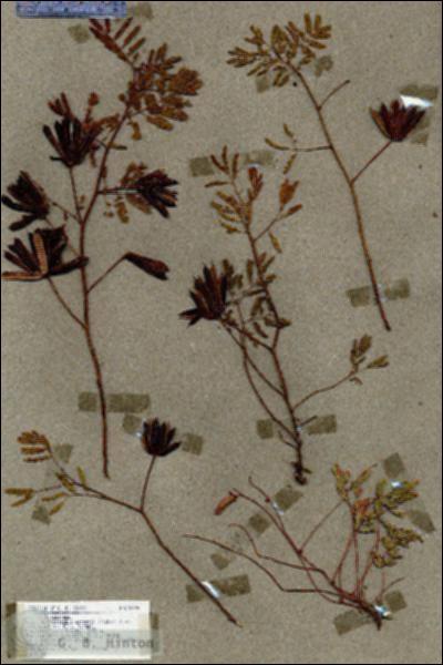 URN_catalog_HBHinton_herbarium_18996.jpg.jpg