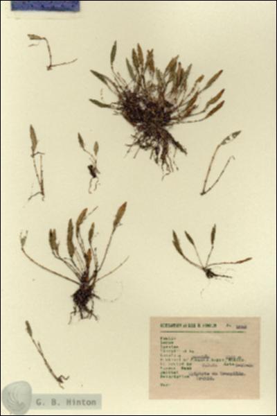 URN_catalog_HBHinton_herbarium_1858.jpg.jpg