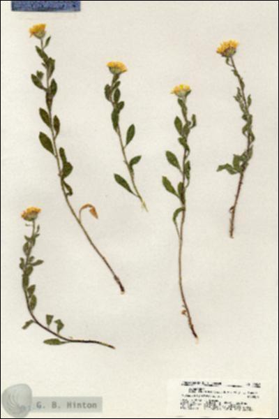 URN_catalog_HBHinton_herbarium_20245.jpg.jpg
