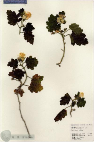 URN_catalog_HBHinton_herbarium_23114.jpg.jpg