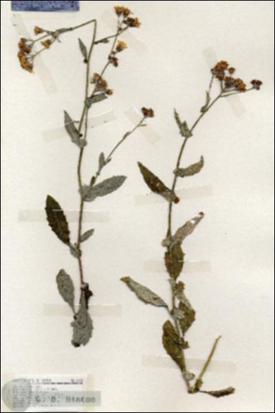 URN_catalog_HBHinton_herbarium_19175.jpg.jpg