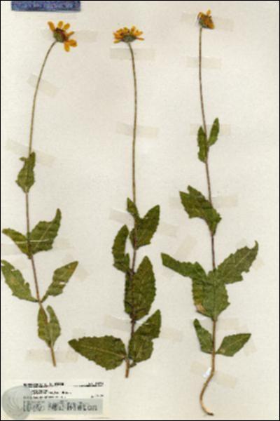 URN_catalog_HBHinton_herbarium_19771.jpg.jpg