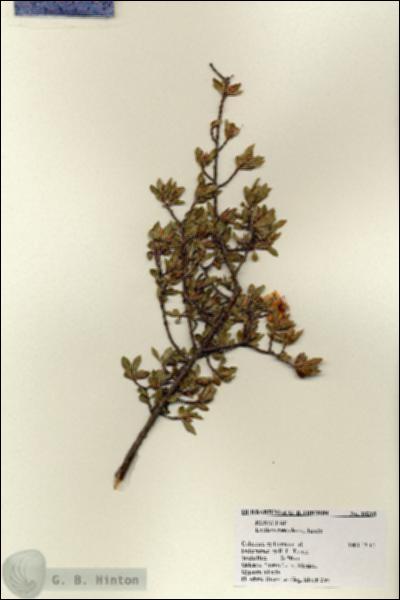 URN_catalog_HBHinton_herbarium_18215.jpg.jpg