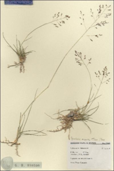 URN_catalog_HBHinton_herbarium_27682.jpg.jpg