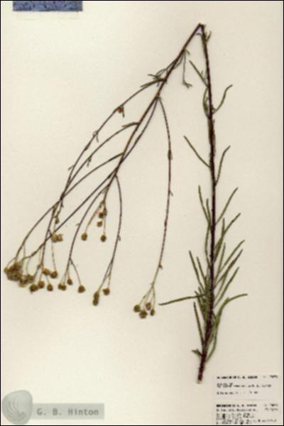 URN_catalog_HBHinton_herbarium_23638.jpg.jpg