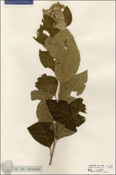URN_catalog_HBHinton_herbarium_20549.jpg.jpg