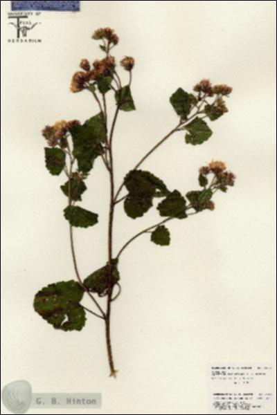 URN_catalog_HBHinton_herbarium_26258.jpg.jpg