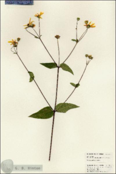 URN_catalog_HBHinton_herbarium_24821.jpg.jpg