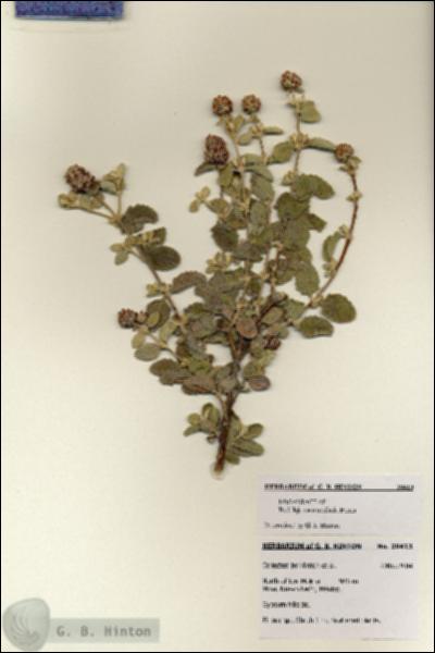 URN_catalog_HBHinton_herbarium_28413.jpg.jpg