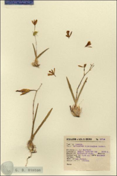 URN_catalog_HBHinton_herbarium_13714.jpg.jpg