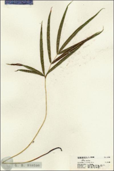 URN_catalog_HBHinton_herbarium_21638.jpg.jpg