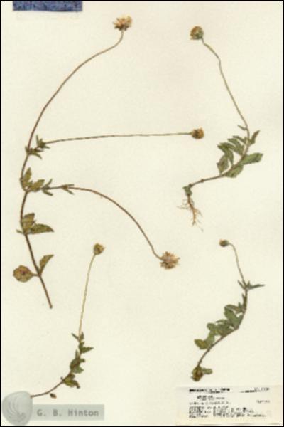 URN_catalog_HBHinton_herbarium_21769.jpg.jpg