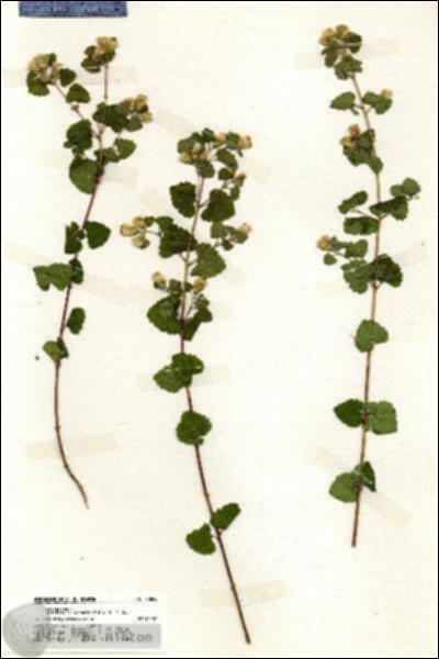 URN_catalog_HBHinton_herbarium_20049.jpg.jpg