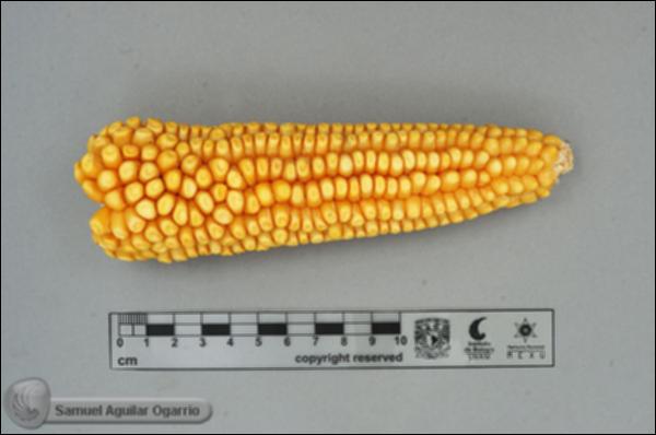 Zea-mays-FS2322.jpg.jpg
