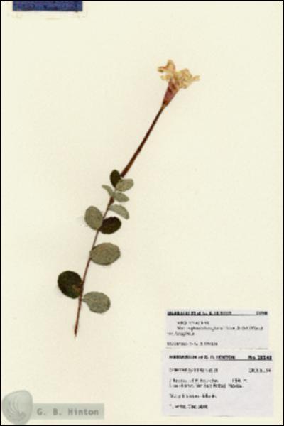 URN_catalog_HBHinton_herbarium_28548.jpg.jpg