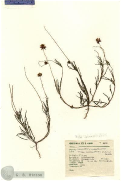 URN_catalog_HBHinton_herbarium_6449.jpg.jpg