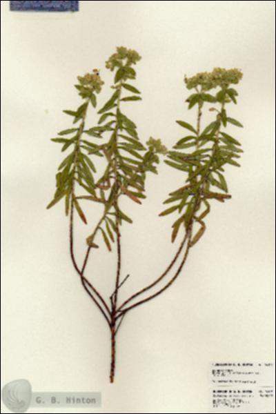 URN_catalog_HBHinton_herbarium_24139.jpg.jpg