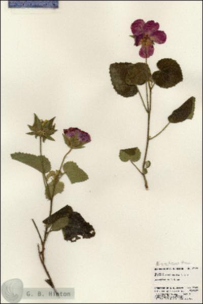 URN_catalog_HBHinton_herbarium_23696.jpg.jpg