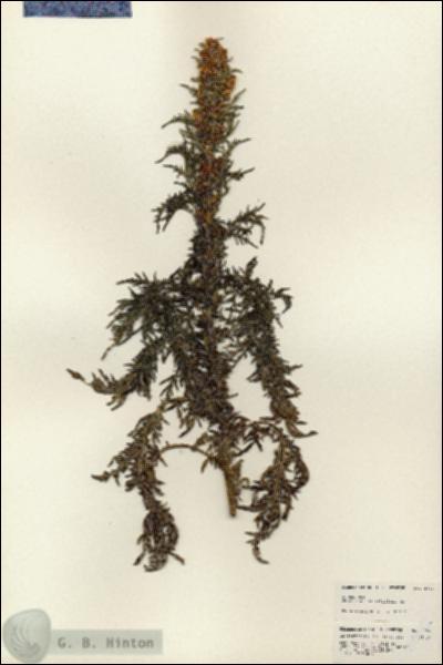 URN_catalog_HBHinton_herbarium_24973.jpg.jpg