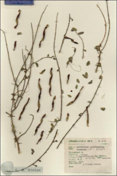 URN_catalog_HBHinton_herbarium_7051.jpg.jpg