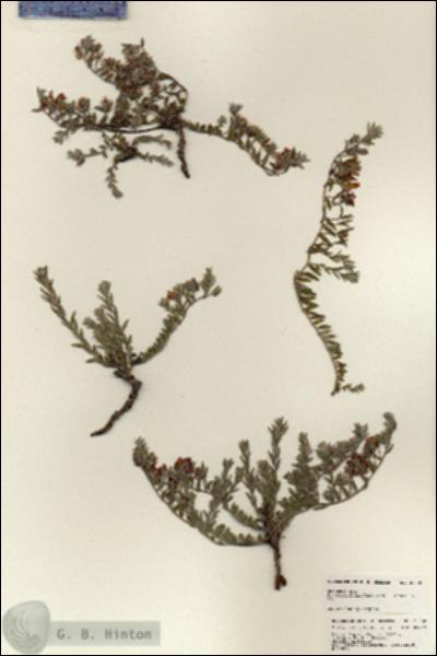 URN_catalog_HBHinton_herbarium_25358.jpg.jpg