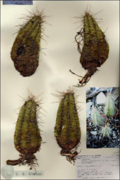 URN_catalog_HBHinton_herbarium_27153.jpg.jpg