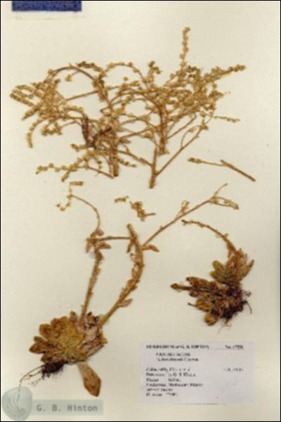 URN_catalog_HBHinton_herbarium_15926.jpg.jpg