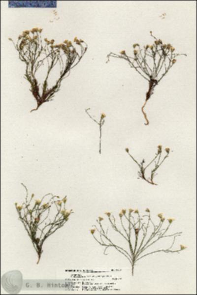 URN_catalog_HBHinton_herbarium_21080.jpg.jpg