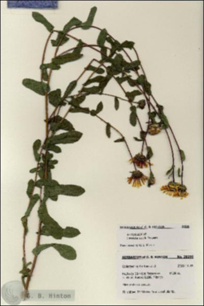 URN_catalog_HBHinton_herbarium_28206.jpg.jpg