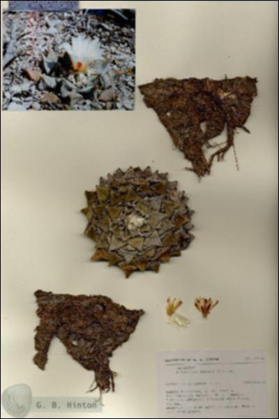URN_catalog_HBHinton_herbarium_27147.jpg.jpg