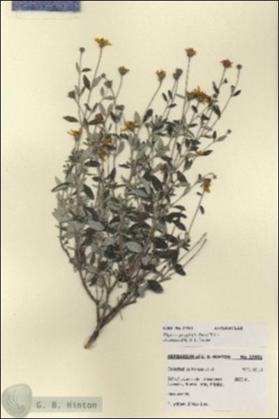 URN_catalog_HBHinton_herbarium_27901.jpg.jpg