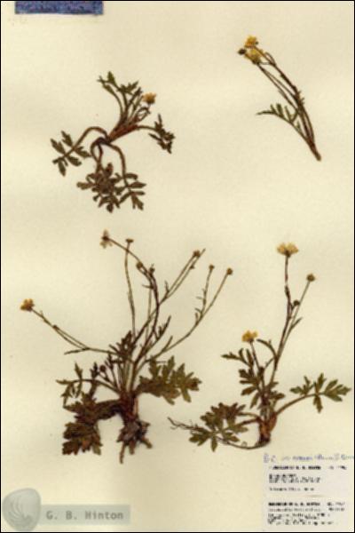 URN_catalog_HBHinton_herbarium_21954.jpg.jpg