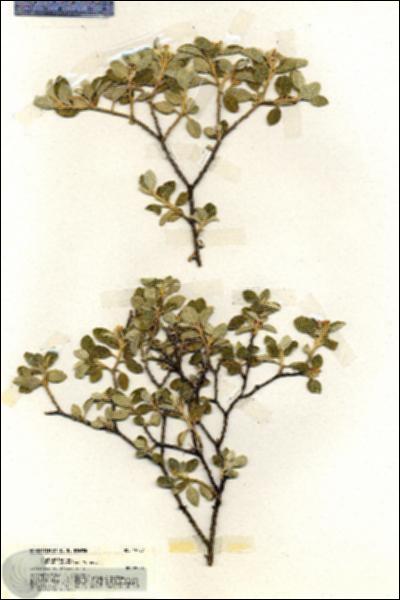 URN_catalog_HBHinton_herbarium_19757.jpg.jpg