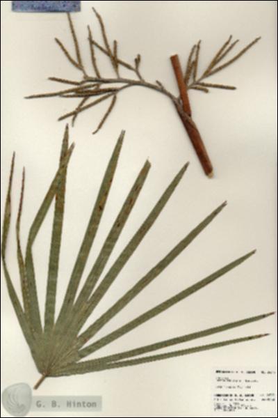 URN_catalog_HBHinton_herbarium_24545.jpg.jpg