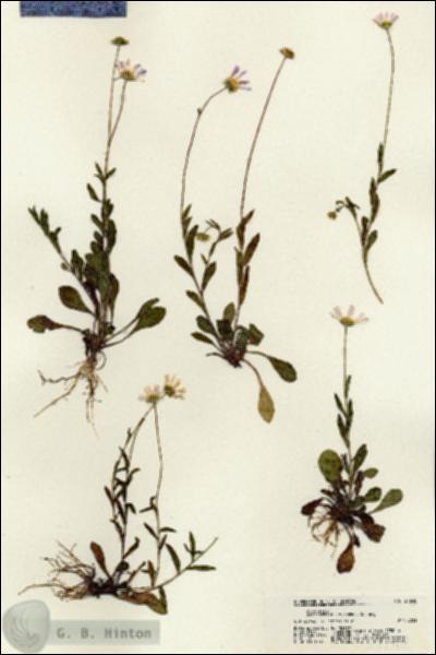 URN_catalog_HBHinton_herbarium_21248.jpg.jpg