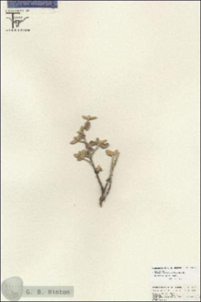 URN_catalog_HBHinton_herbarium_25754.jpg.jpg