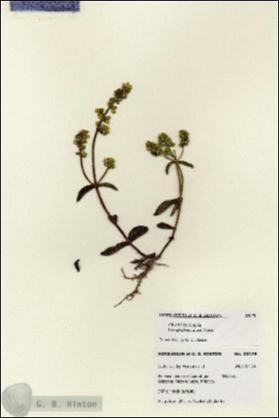 URN_catalog_HBHinton_herbarium_28178.jpg.jpg