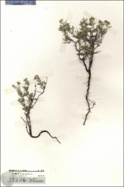 URN_catalog_HBHinton_herbarium_19786.jpg.jpg
