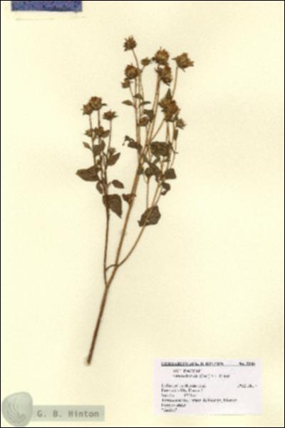 URN_catalog_HBHinton_herbarium_2216.jpg.jpg