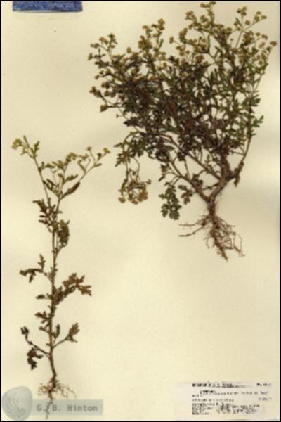 URN_catalog_HBHinton_herbarium_21554.jpg.jpg