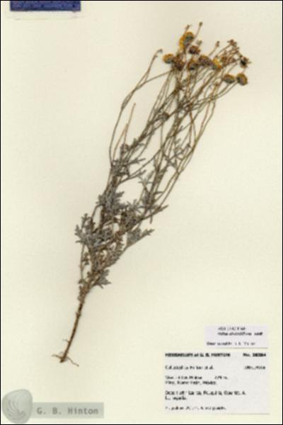 URN_catalog_HBHinton_herbarium_28384.jpg.jpg