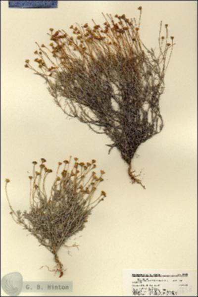 URN_catalog_HBHinton_herbarium_18658.jpg.jpg