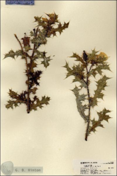 URN_catalog_HBHinton_herbarium_19099.jpg.jpg